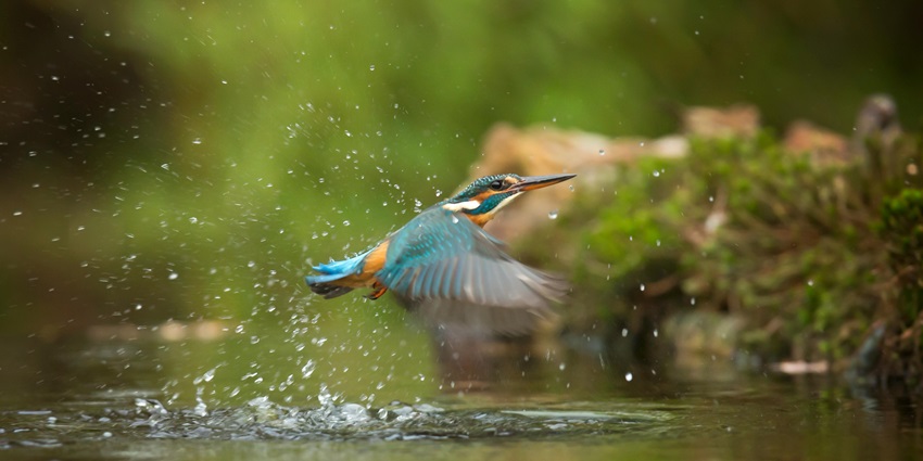 Kingfisher bird flying over a water body in a sanctuary like Sita Mata Wildlife Sanctuary.