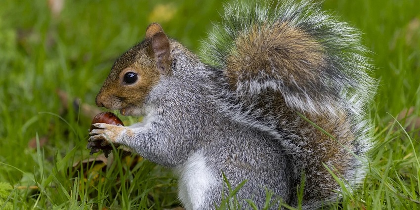 A close-up of a squirrel on a lush green field in it's natural habitat