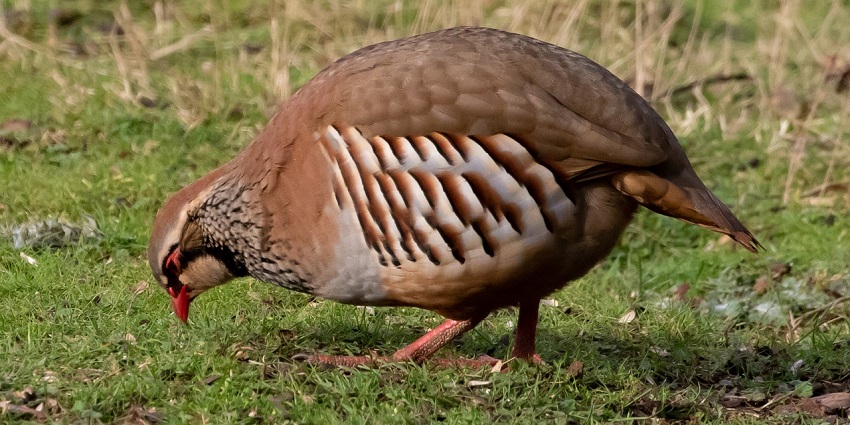 Red-legged partridge foraging in Dhawa Doli Wildlife Sanctuary, showcasing its rich birdlife.