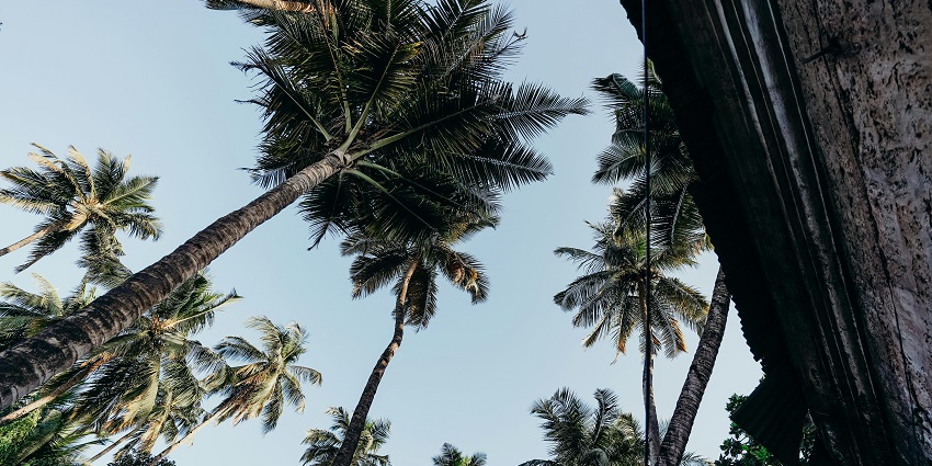 Clear snapshot of the lush green palm trees and the clear sunny sky