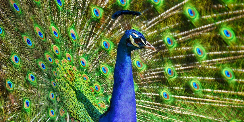 The best time to go for exploration of this zoo in Rohtak is during the winter months.