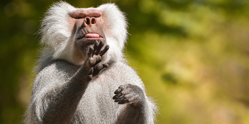 A picture of a baboon having fun sitting on a tree at a zoo