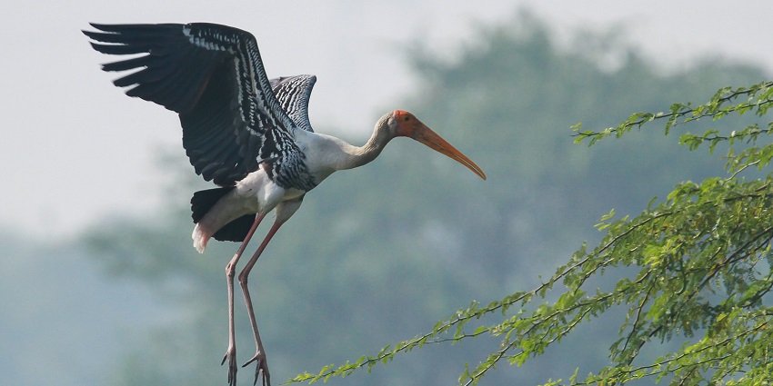 Painted Stork in flight at Sultanpur National Park.