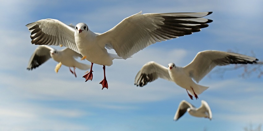 A mindblowing view of white birds flying in the clear blue sky during the daytime.