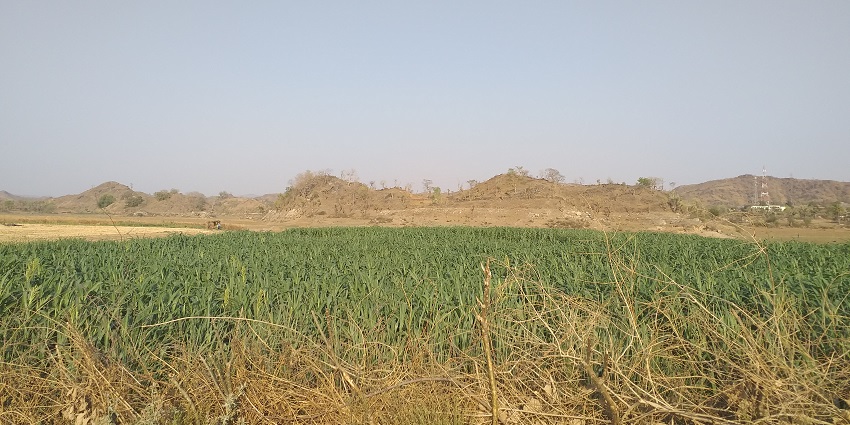 A field of maize captured while clicking Fort Rajwada Sri Ganganagar photos.