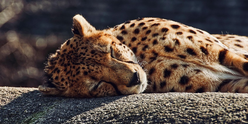 The best time to explore Panna National Park in Madhya Pradesh is during winters.