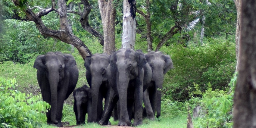 Wild elephants in Bandipur National Park, Karnataka, walking through dense forest.