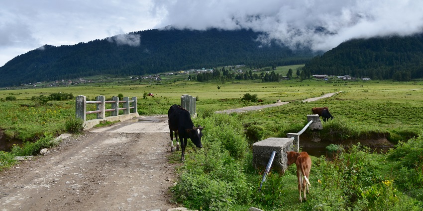 The scenic beauty of Phobjikha Valley in Bhutan with foggy mountains and a flowing river.