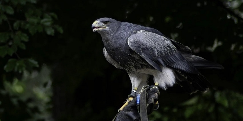 Wildlife in a natural reserve, representing biodiversity through a photo of Jigme Singye Wangchuck National Park.
