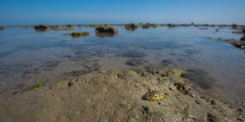sea slug on the sea floor rock of the Marine National Park.