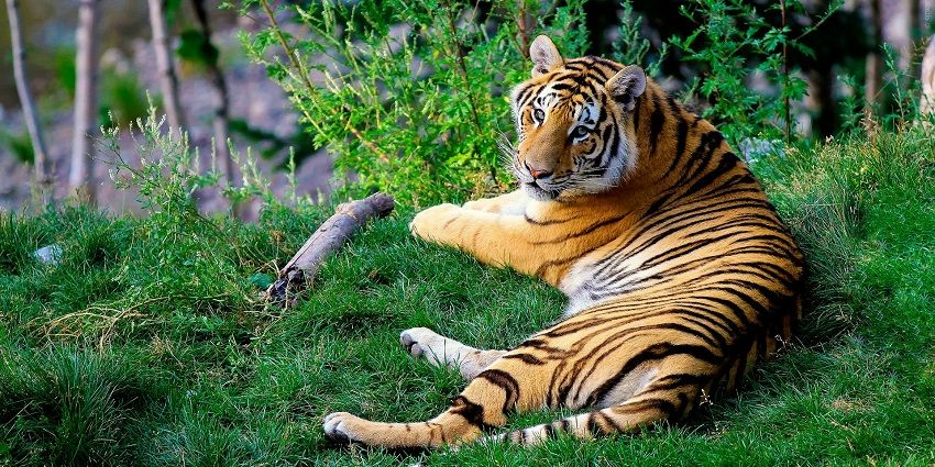 A breathtaking view of a brown and black tiger in a wildlife sanctuary during the daytime.