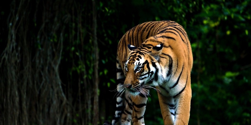 A majestic Bengal tiger in the wild, representing the rich wildlife of Bassi Sanctuary.