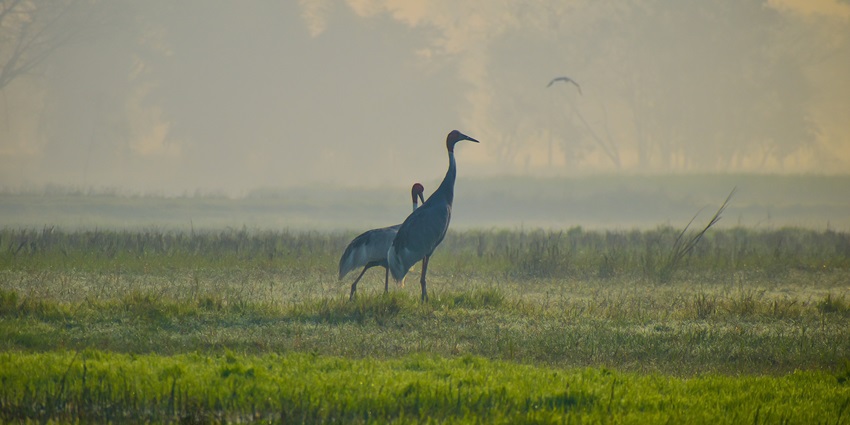 Sarus crane standing in a meadow at Bhainsrorgarh Wildlife Sanctuary, highlighting its wildlife.