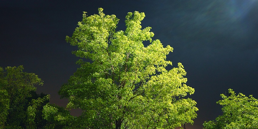 A scenic image set in Bori Wildlife Sanctuary, India, showcasing the sanctuary's lush greenery under the night sky