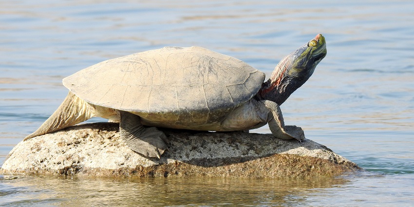 A breathtaking view of a tortoise sitting on top of a rock in the middle of a river.