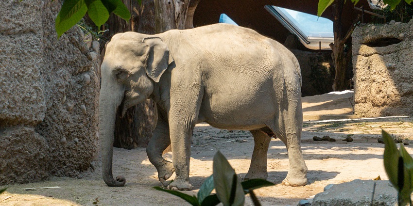 A close-up shot of an elephant showcasing its powerful gaze and majestic stride