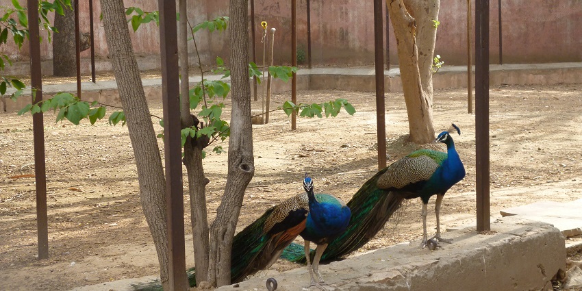 A vibrant peacock displaying its feathers at Jaipur Zoo, highlighting its stunning beauty.