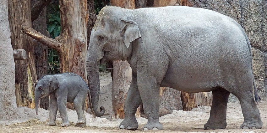 An Asian elephant calf, echoing the diverse wildlife that once roamed Karera Sanctuary