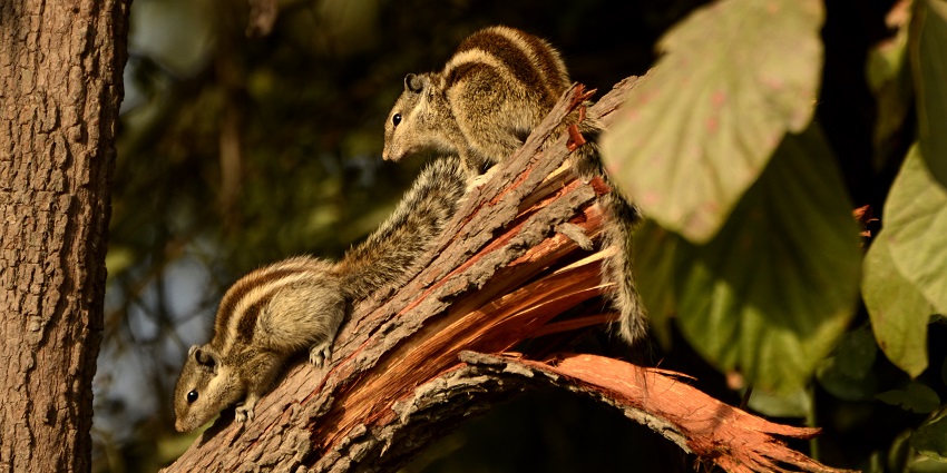 A Northern Palm Squirrel in the park, showcasing the park's rich wildlife.