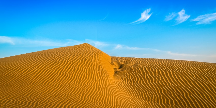 Image of sand dunes in the Great Indian Thar desert among the largest tract of trees.