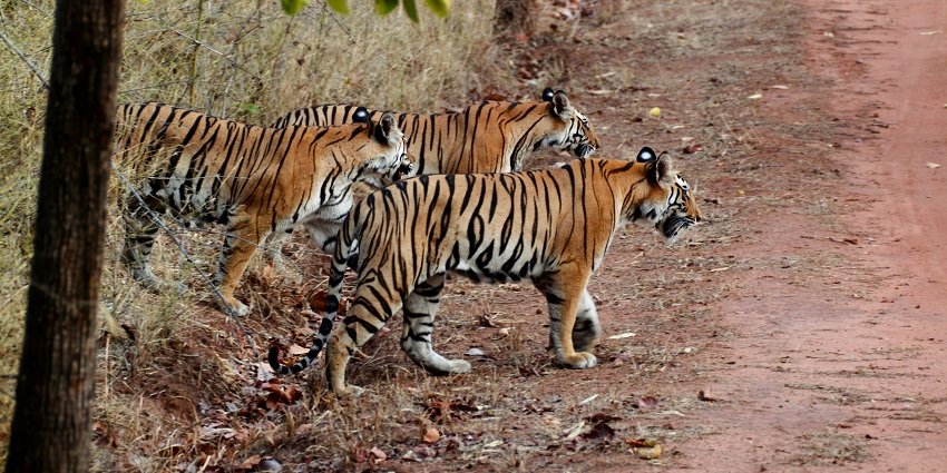 Three Bengal tiger cubs playfully interact with each other in their natural habitat in Nauradehi Wildlife Sanctuary.