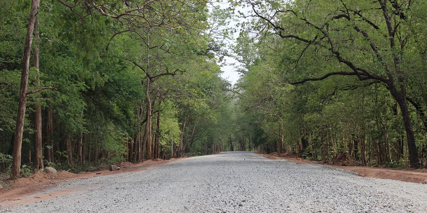 A road leading into the dense forests of the wildlife sanctuary