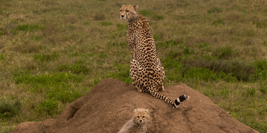 The landscape picture representing the wildlife sanctuary with cheetah and an offspring
