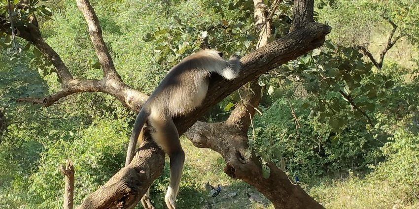 A scenic path through Sariska National Park, showcasing the park's diverse flora and fauna.