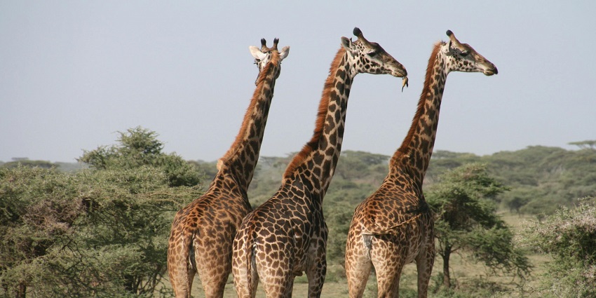 Wide angle view of giraffes standing amidst the lush landscapes