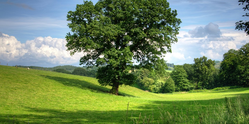 Panoramic view of the meadows and the scenic lush green beautiful tree amidst the vegetation
