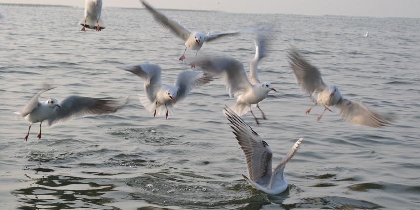 Birds hunting fish at Nalsarovar National Park, showcasing dynamic wildlife activity.