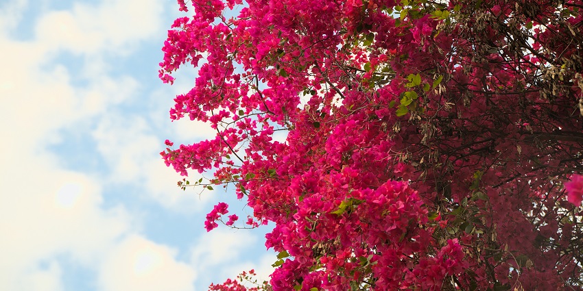 A breathtaking view of a tree with beautiful flowers under a clear sky during the day.