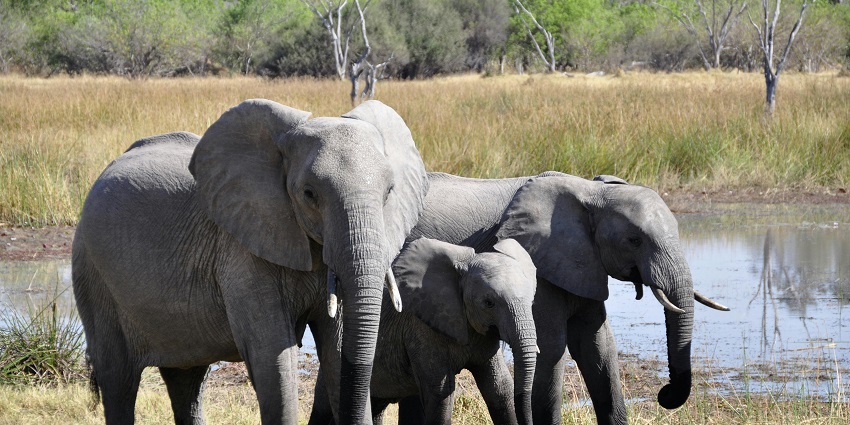 View of elephants walking the lush landscapes nearby a lake, a sight worth capturing
