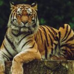 A fierce tiger sitting on a half-cut trunk surrounded by vegetation in Jharkhand.