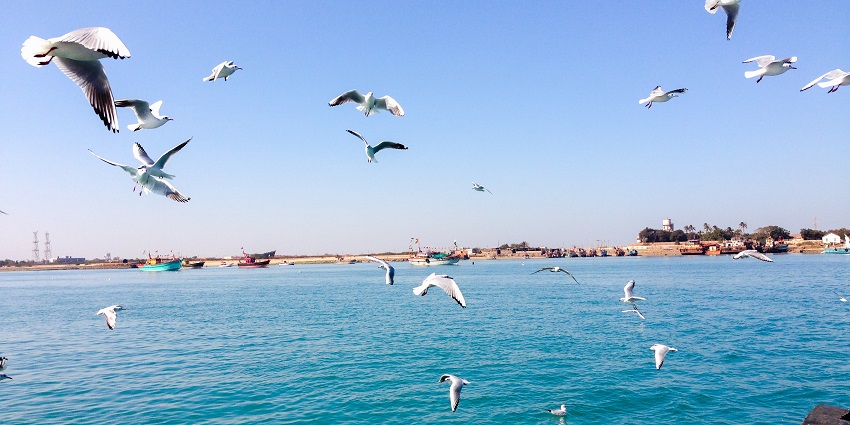Seagulls at the Beyt Dwarka Island.