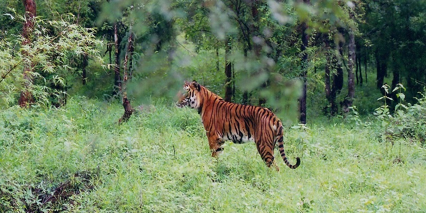 Here is your chance to spot a tiger at one of the best wildlife sanctuaries near Mysore.