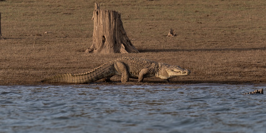 Mugger crocodile in the Bhadra Wildlife Sanctuary.