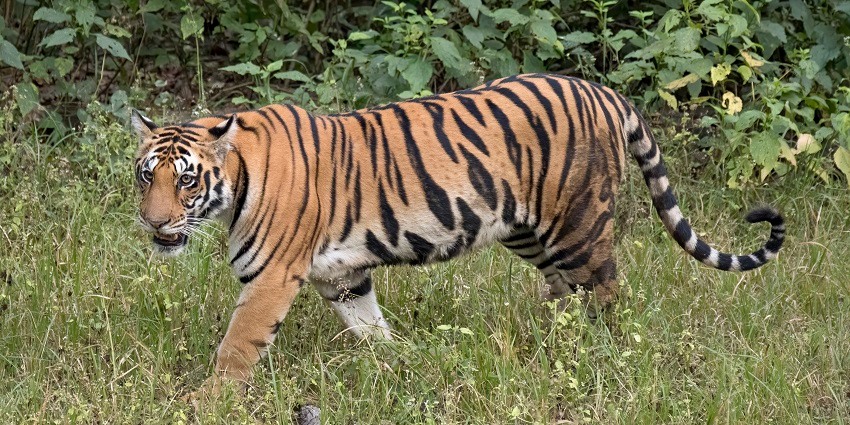 A majestic Indian tiger resting in Bhadra Wildlife Sanctuary, surrounded by greenery.