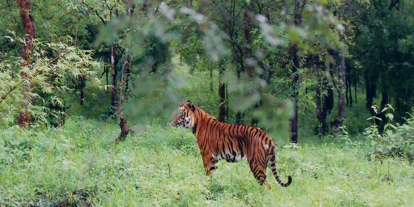 Tigers can be found in the wildlife sanctuaries in Karnataka.