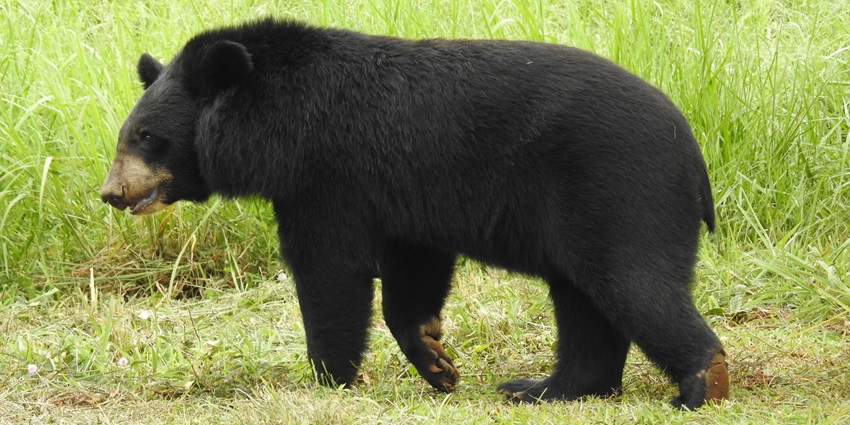 A picture of a black Asian bear roaming around the Bhagwan Birsa Biological Park