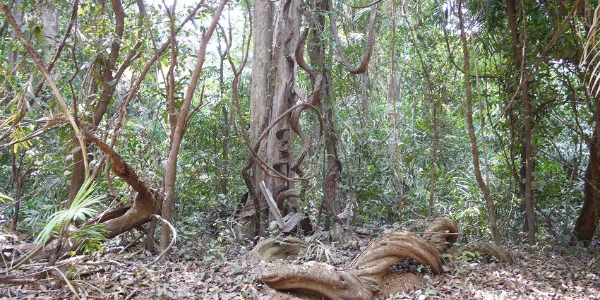 Amidst the lush forests of the Bhagwan mahavir wildlife sanctuary