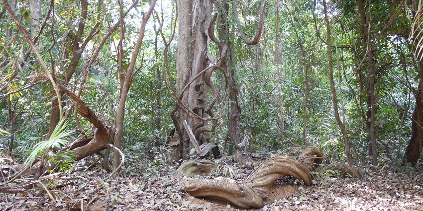 Bhagwan Mahavir Wildlife Sanctuary is the best place to explore on a trip with loved ones.