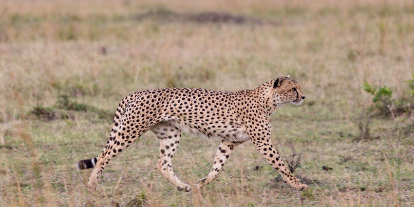 A Cheetah walking the golden meadows of Bhainsrodgarh Wildlife Sanctuary