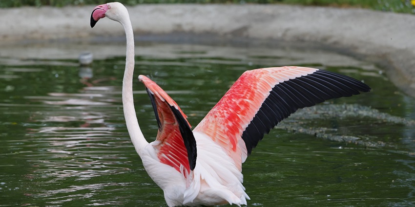 Flamingos wading in a pond at Bhainsrorgarh Wildlife Sanctuary, showcasing its rich biodiversity.