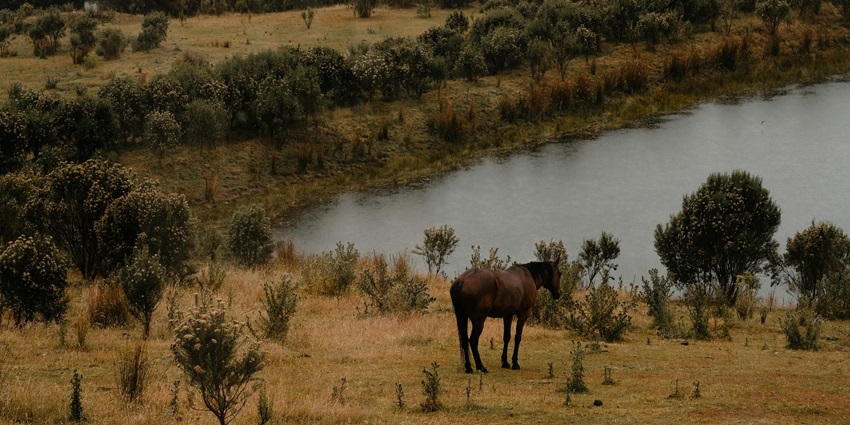 A majestic horse standing in a serene field resembling Bhainsrorgarh Wildlife Sanctuary