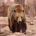 Gigantic and strong brown bear only found in the Bhairamgarh Wildlife Sanctuary.