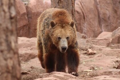 Gigantic and strong brown bear only found in the Bhairamgarh Wildlife Sanctuary.