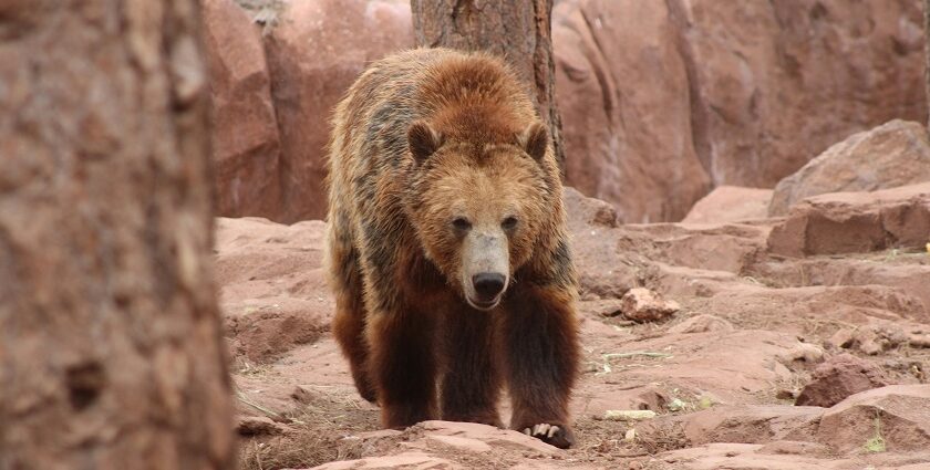 Gigantic and strong brown bear only found in the Bhairamgarh Wildlife Sanctuary.