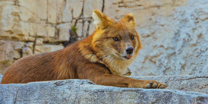 A brown dog laying on a rock in Bhairamgarh Wildlife Sanctuary amid lush forests.