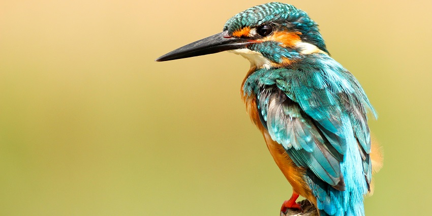 A scenic view of a beautiful bird sitting on a branch of a tree at the Bharatpur.